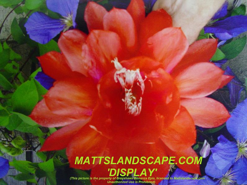 Display