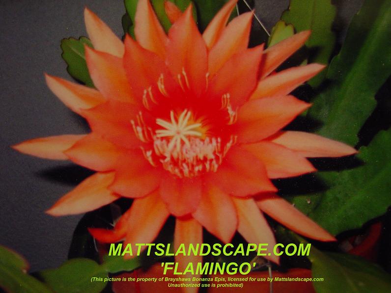 Flamingo One Gal Plant