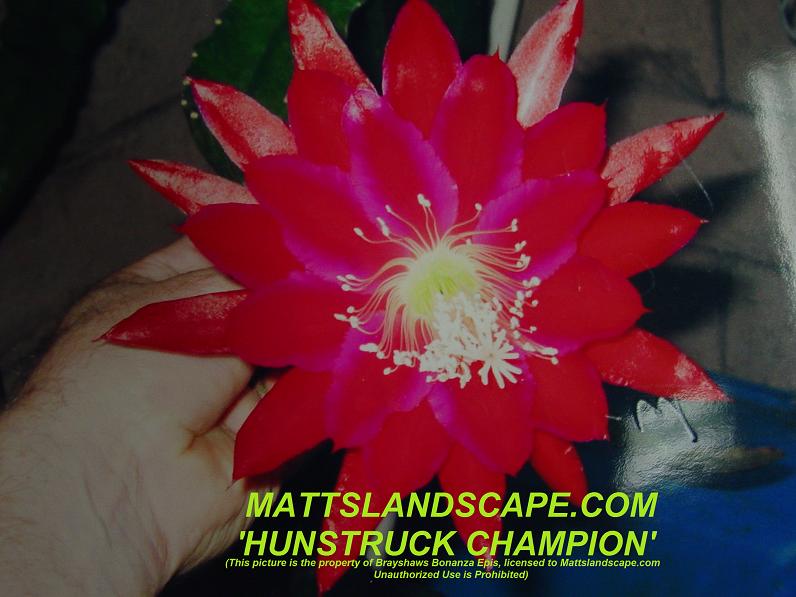 Hunstruck Champion One Gal Plant