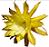 Epiphyllum Love Potion number nine blooming icon