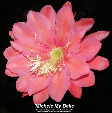 Epiphyllum michele my belle