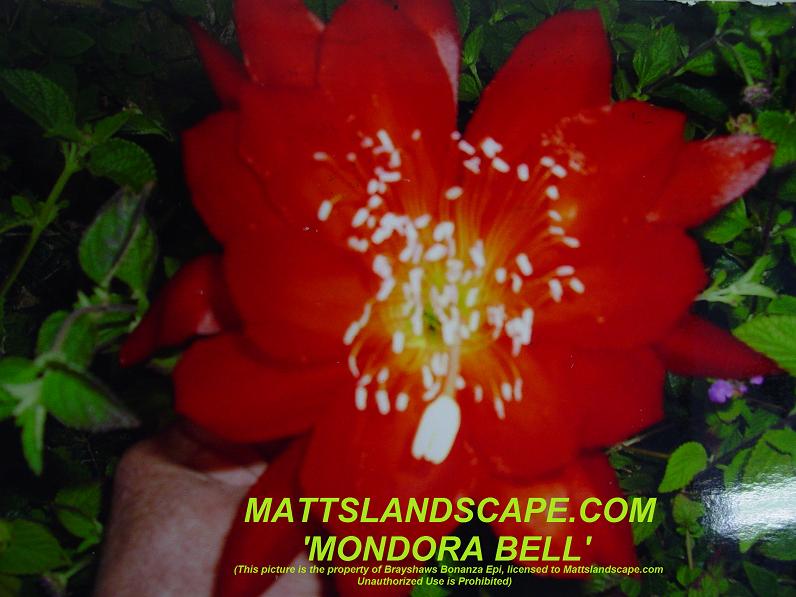 Mondora Bell