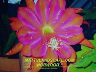 Norwood One Gallon Plant