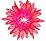Epiphyllum Petal Pusher blooming icon