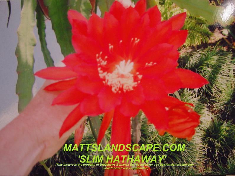 Slim Hathaway One Gallon Plant