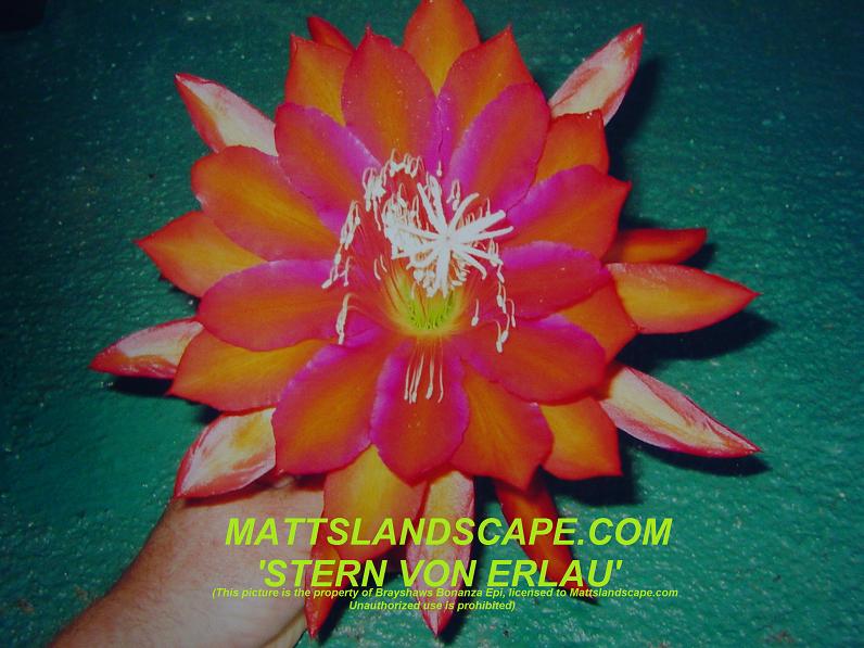 Stern Von Erlau One Gallon Plant