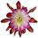 Epiphyllum Tomatsu Kida small icon