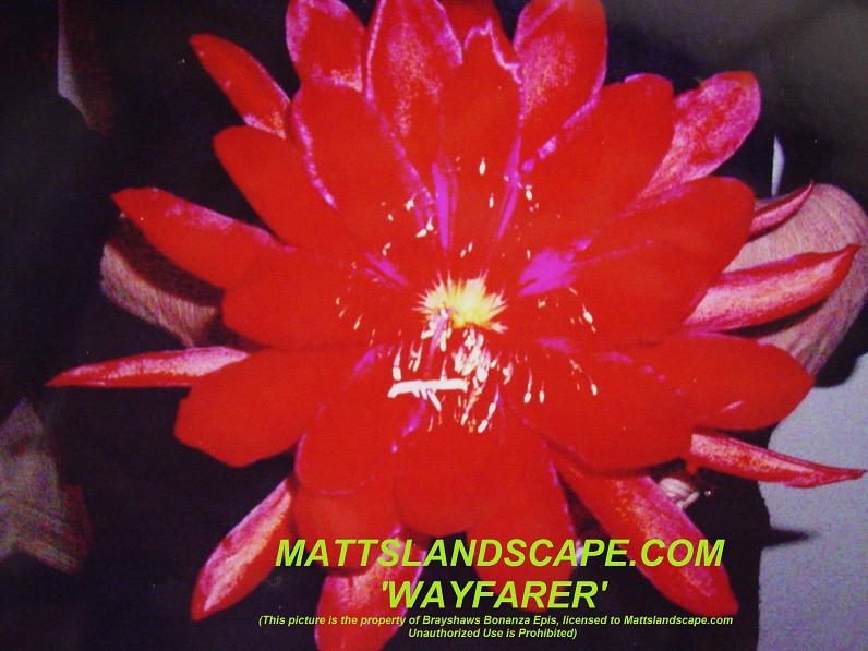 Wayfarer