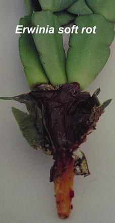 erwinia soft rot schlumbergera
