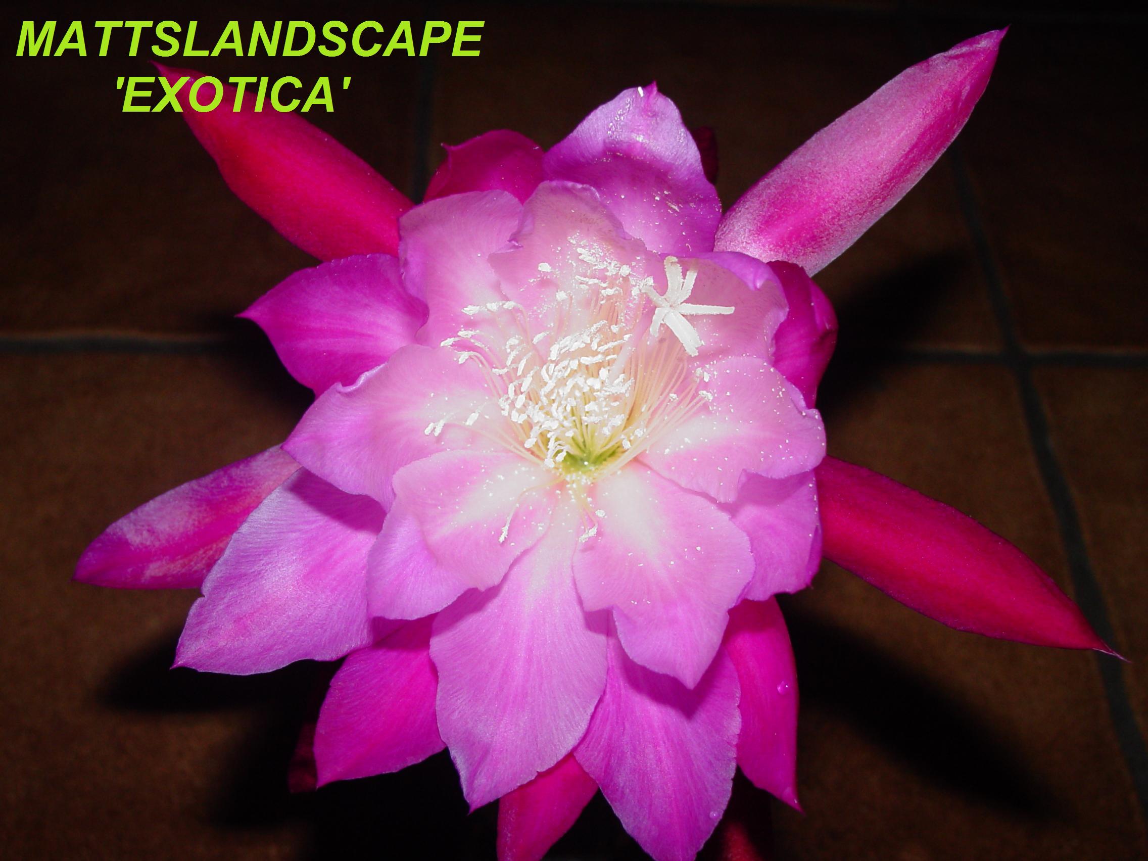 Special Epiphyllum Variety Exotica
