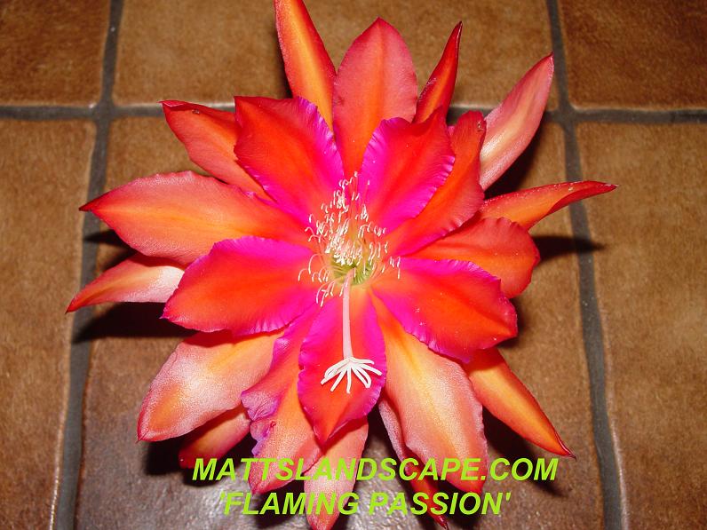 Flaming Passion One Gallon Plant