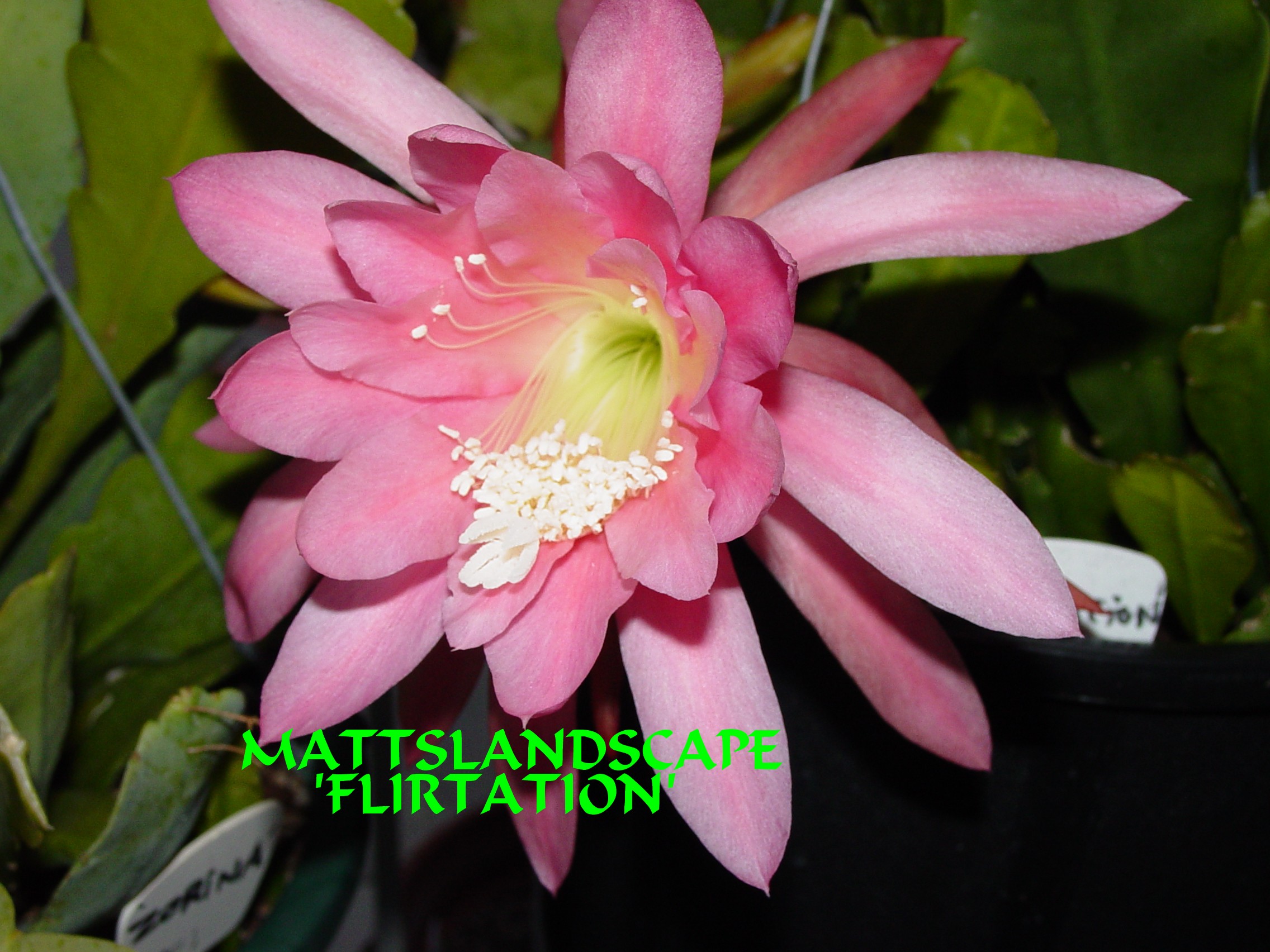 Flirtation One Gallon Plant