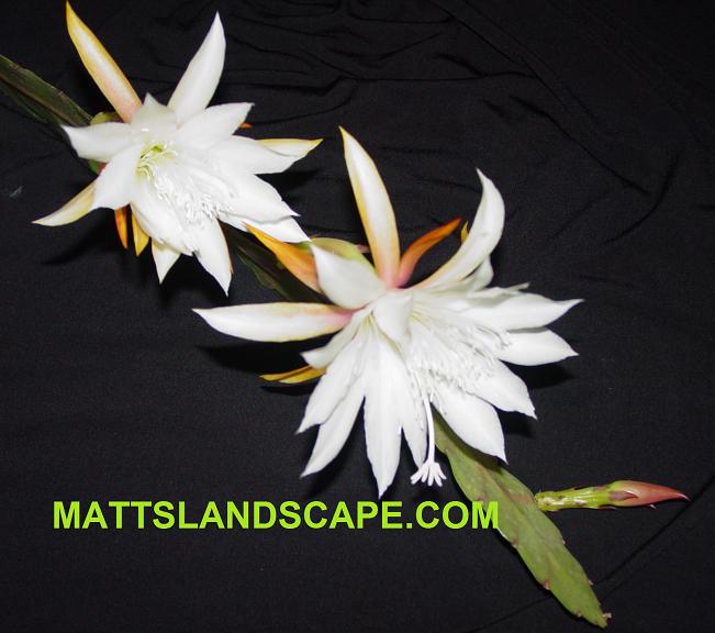 Epiphyllum Floribundum Cross