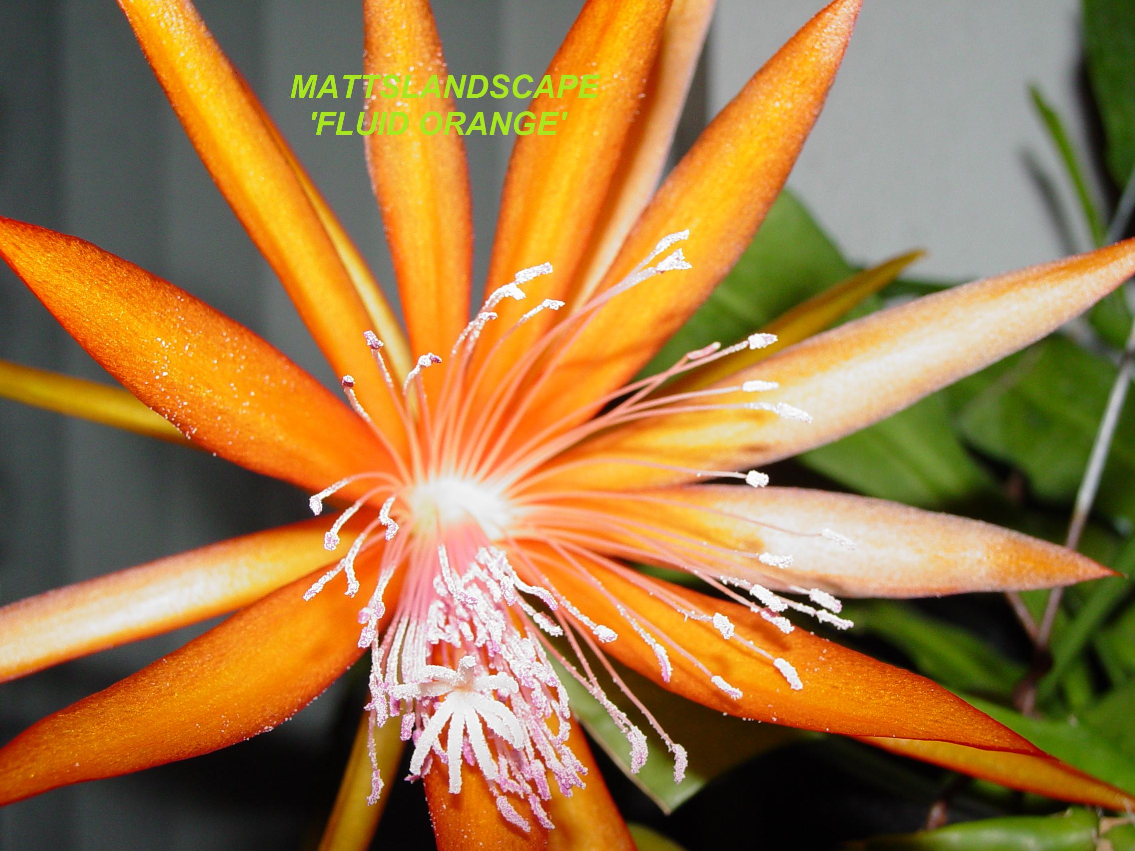 Fluid Orange One Gallon Plant