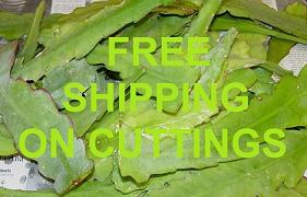 FREE SHIPPING ON CUTTINGS