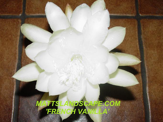 French Vanilla One Gallon Plant