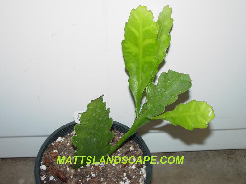 Fruehling Rauschen One Gallon Plant