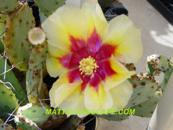 opuntia macrocentra flower