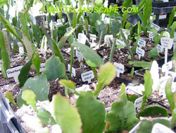 rooted epi cuttings