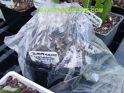 epiphyllum seeds
