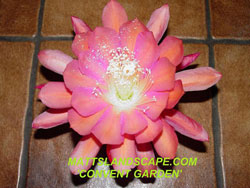 convent garden hybrid