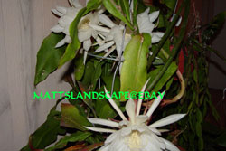 cactus with white flowers