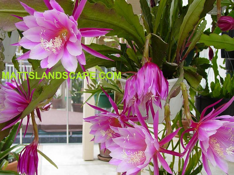 Grace Ann One Gallon Plant