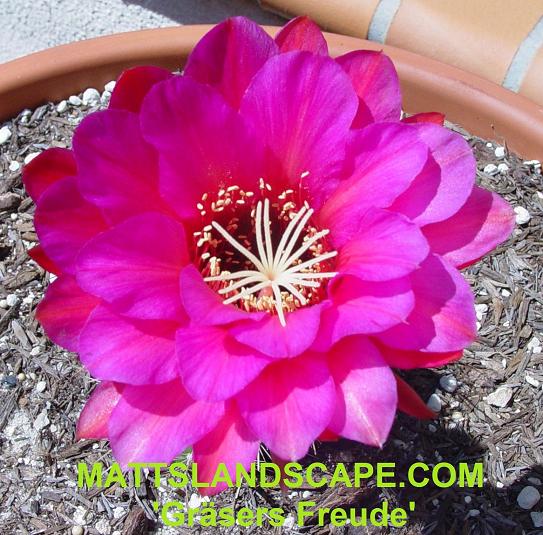 Grasers Freude Trichocereus Hybrid