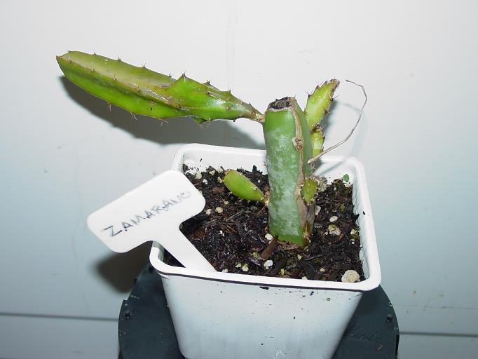 Hylocereus Zamarano Rooted