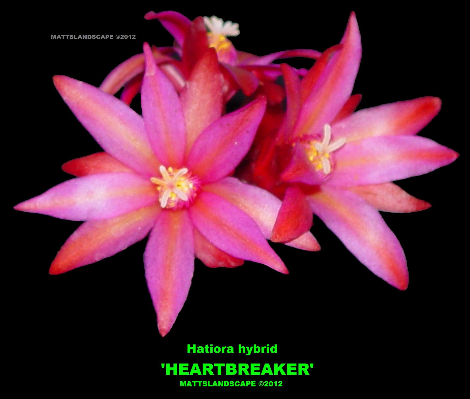 Heartbreaker