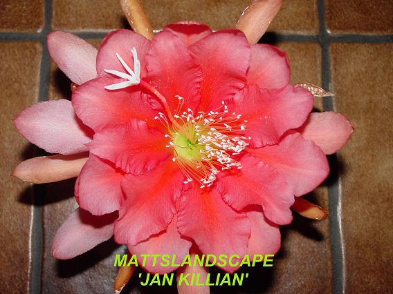 Jan Killian One Gallon Plant