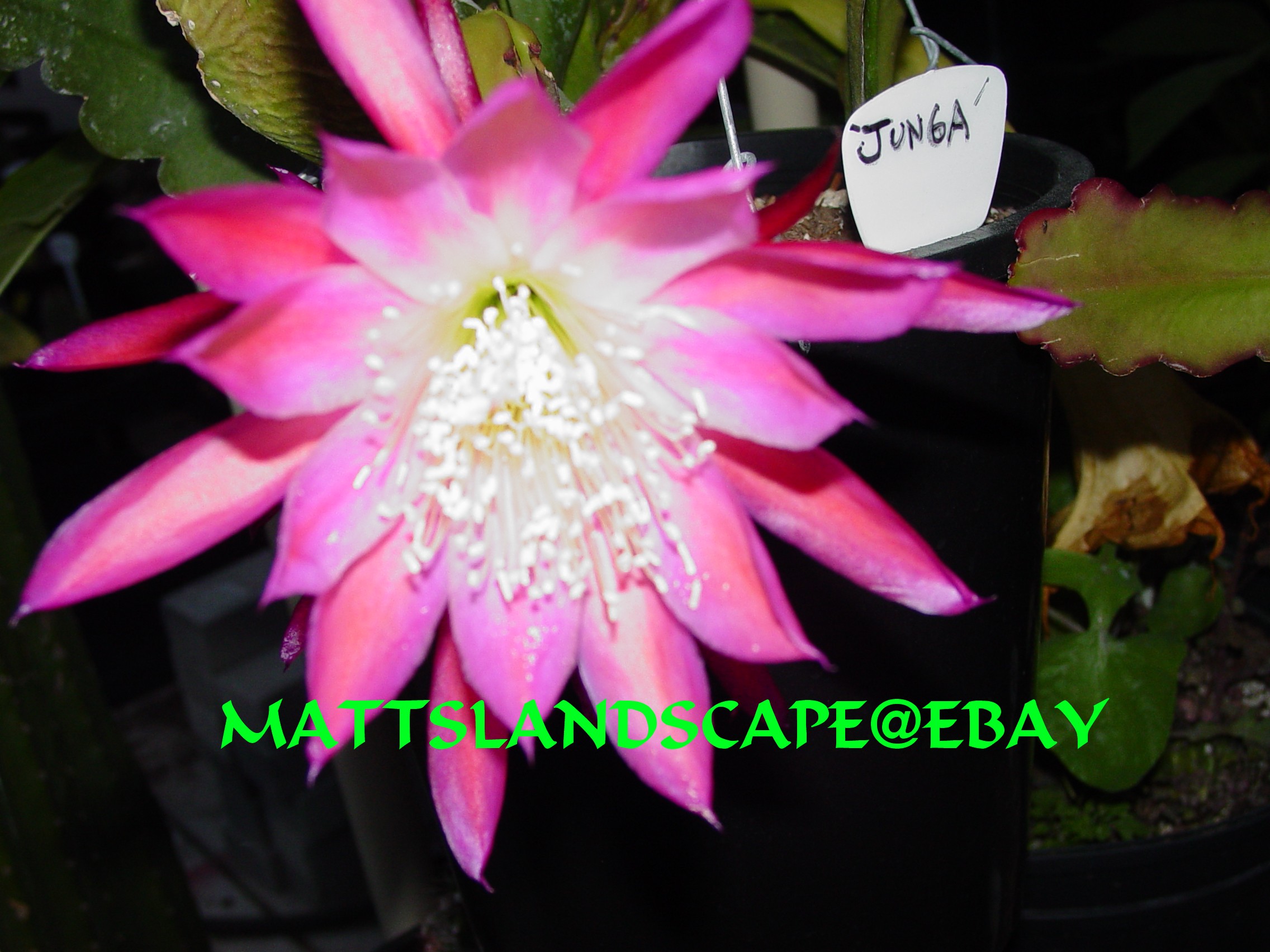 Junga One Gallon Plant