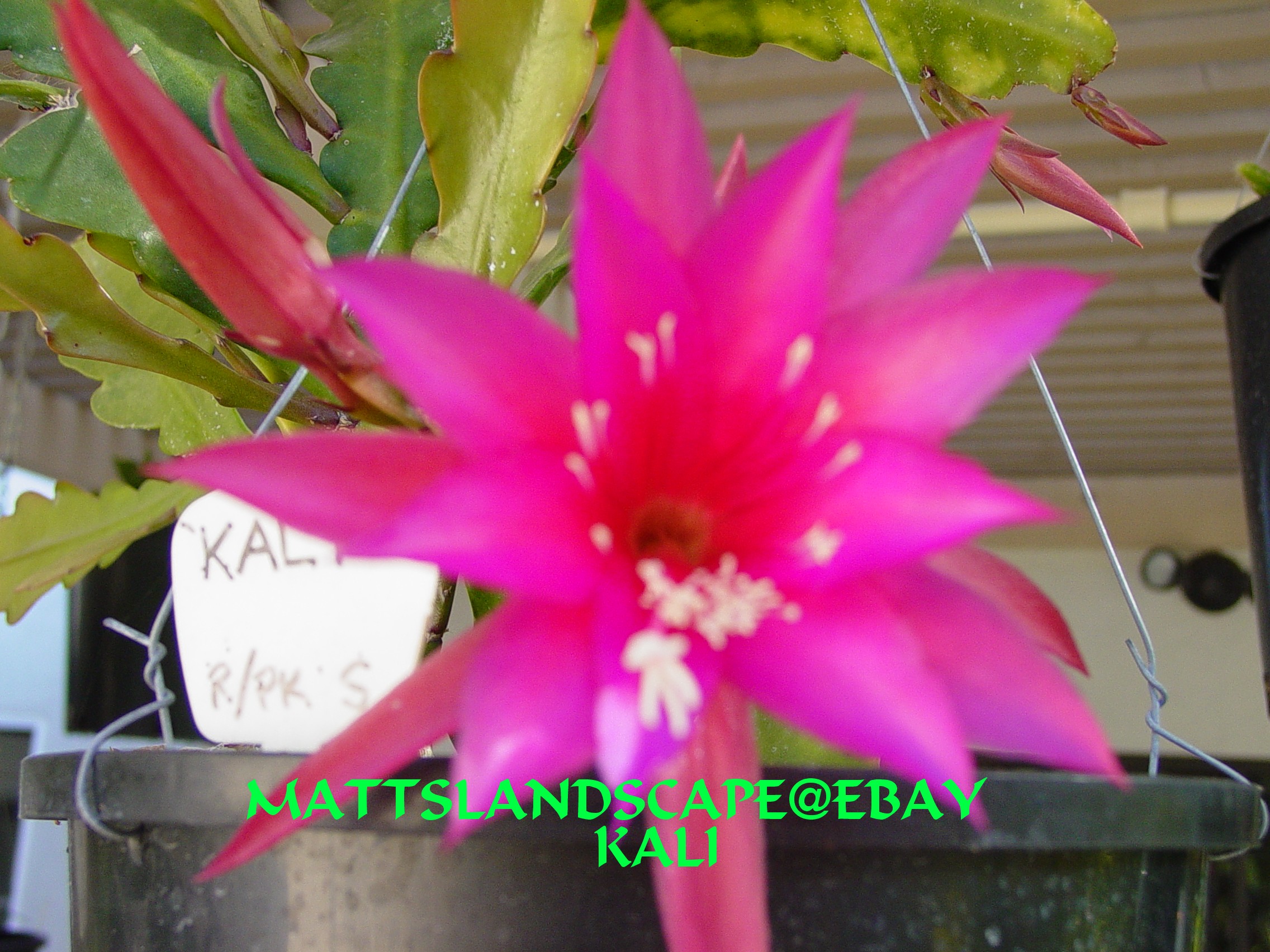 Kali One Gallon Plant
