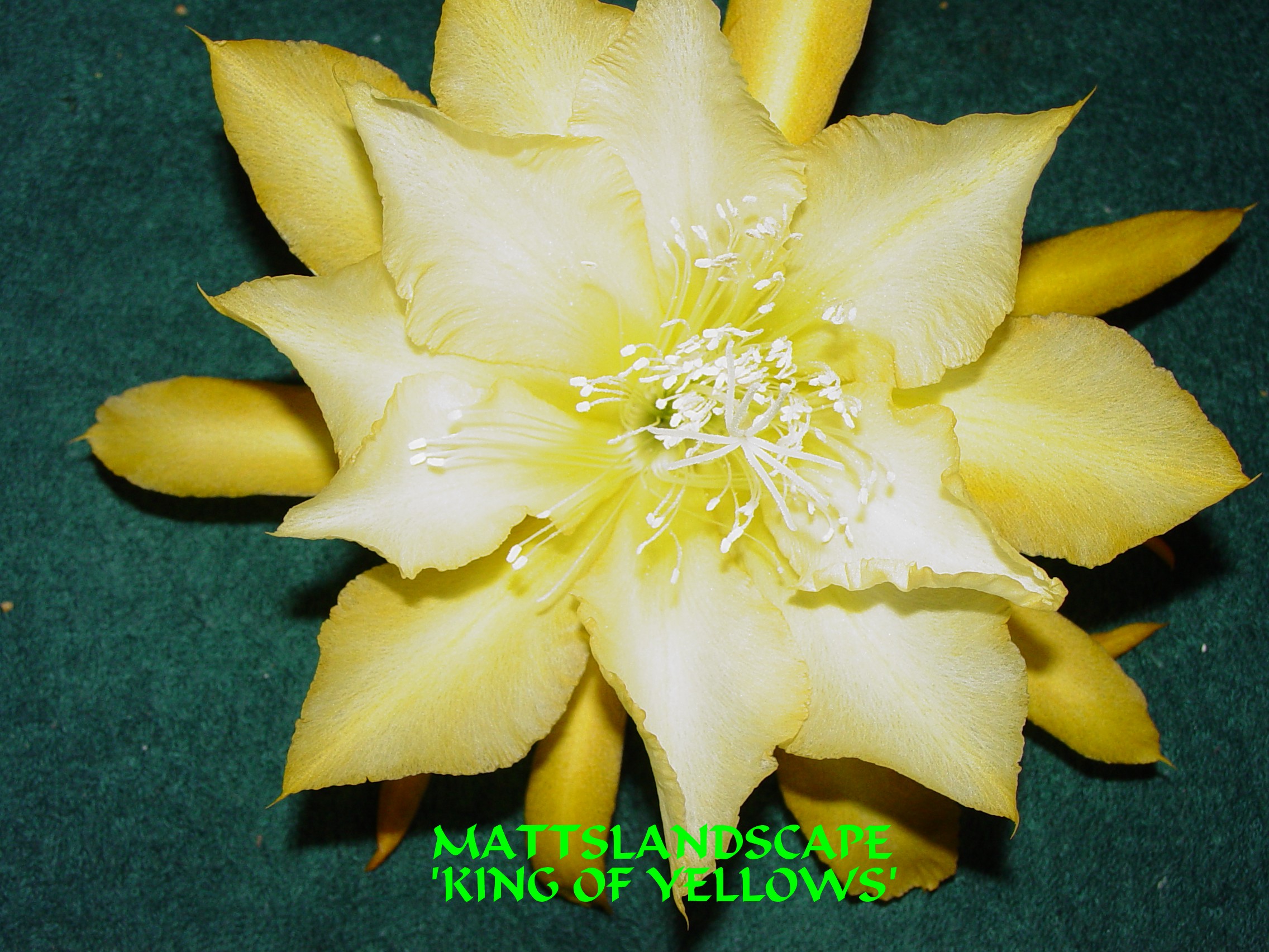 King Of Yellows One Gallon Plant