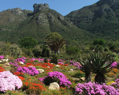 Kirstenbosch National Botanical Gardens mattslandscape.com