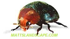 lady beetle good bug