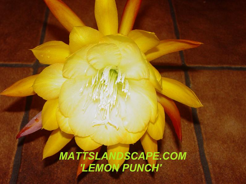 Lemon Punch One Gallon Plant