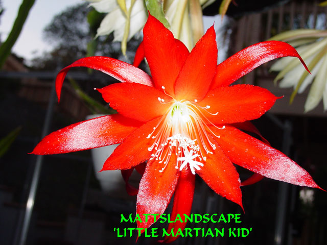Little Martian Kid