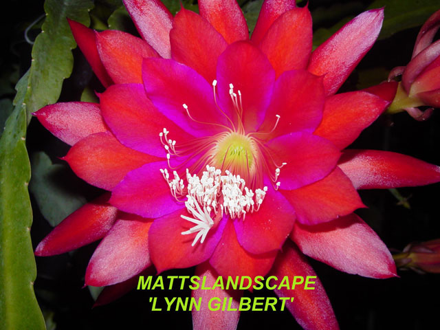 Lynn Gilbert