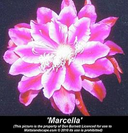 Marcella