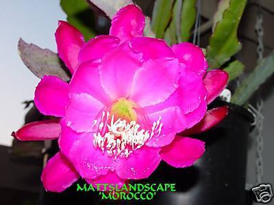 Morocco Cuttings