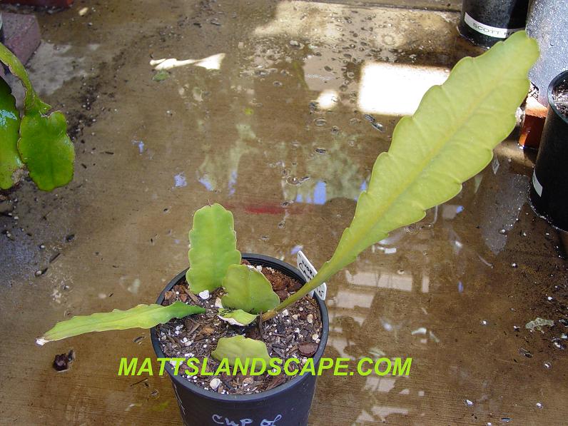 Norma Cantifio One Gallon
