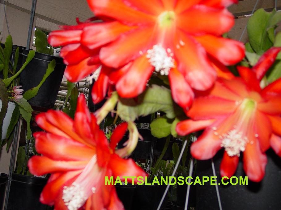 Orange Bowl One Gallon Plant