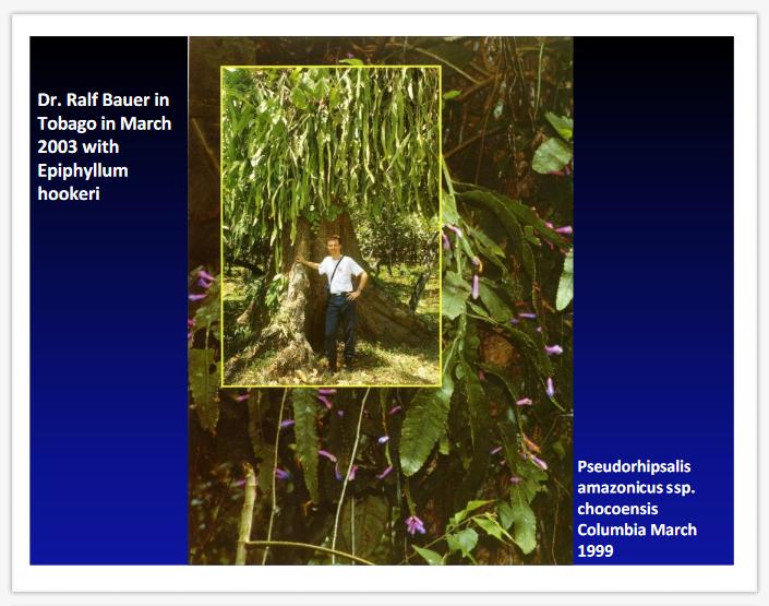 The Origin Of Epiphytic Cacti