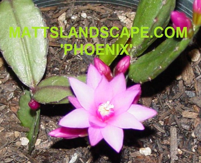 Rhipsalidopsis Phoenix