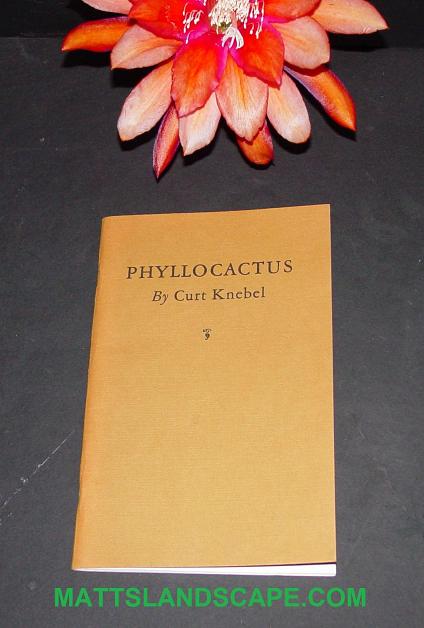 Phyllocactus By Curt Knebel