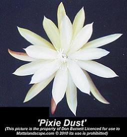 Pixie Dust