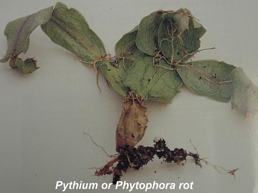 pythium or phytophora rot
