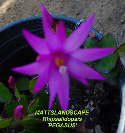 Rhipsalidopsis Pegasus