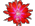 RED SKELTON epiphyllum icon